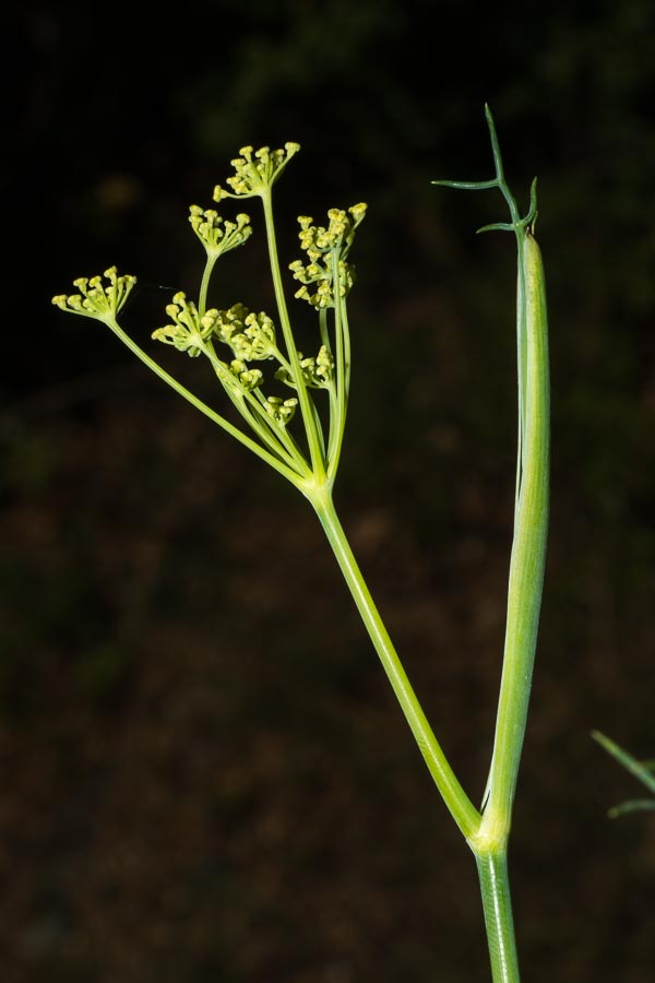 Foeniculum vulgare (subsp. piperitum)
